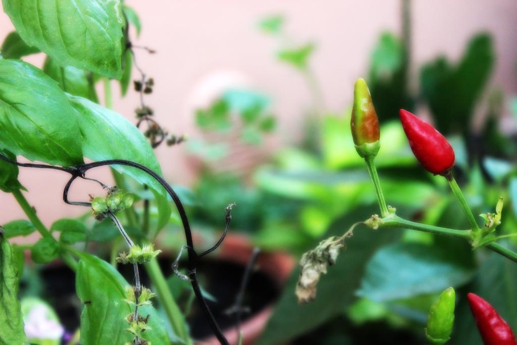 Casa Dei Furnari Apartment Collepasso ภายนอก รูปภาพ